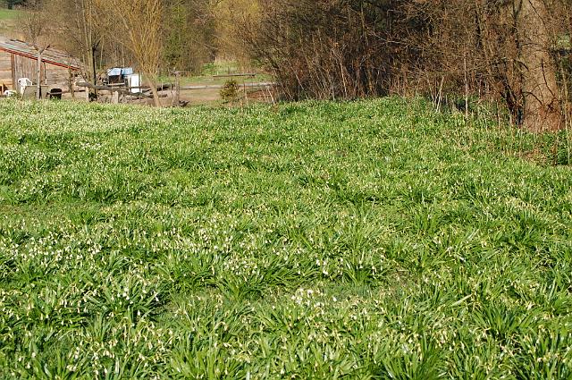 Bílá u Bílého 2009